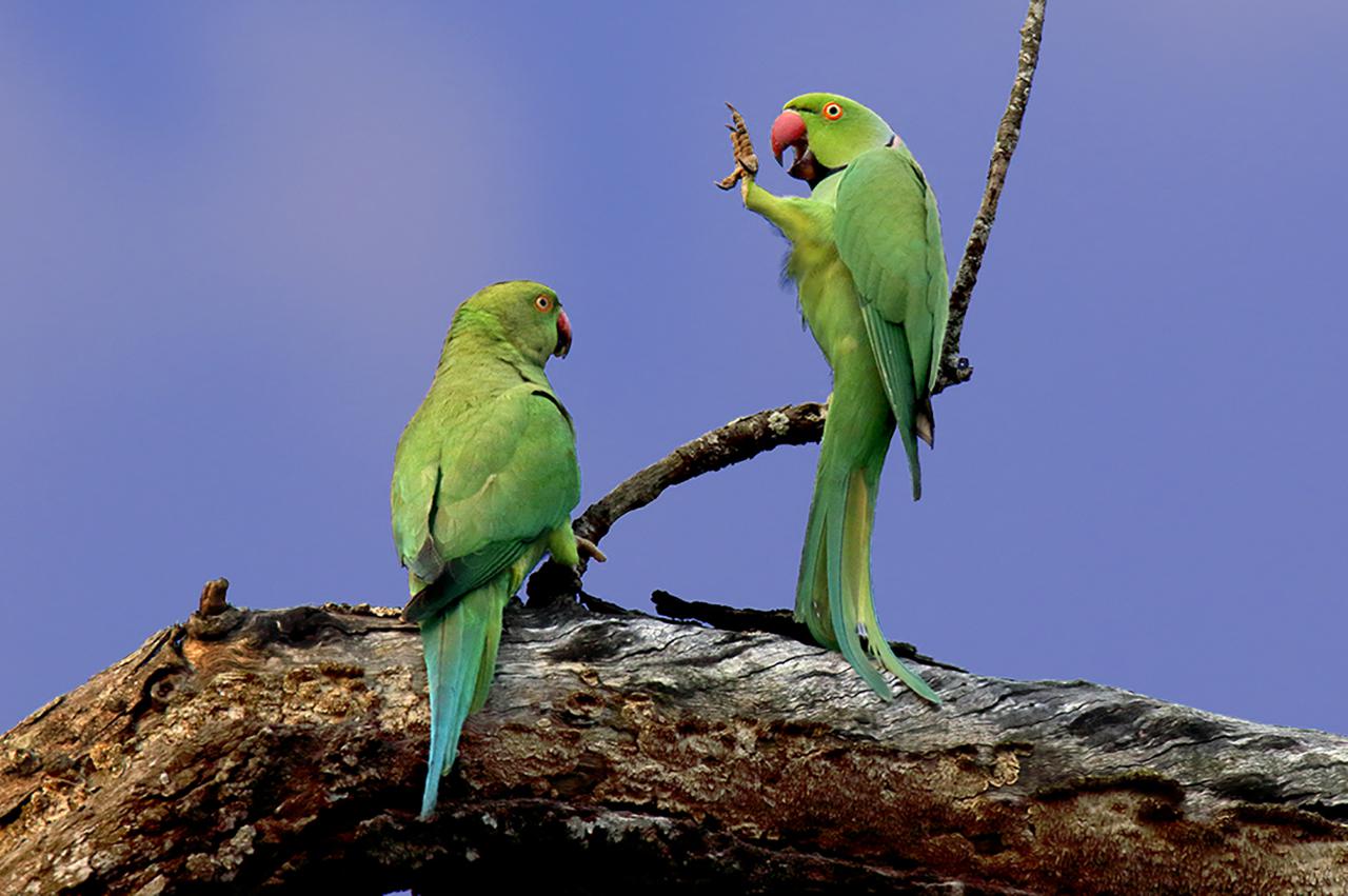 The Indian Ringneck Parrot